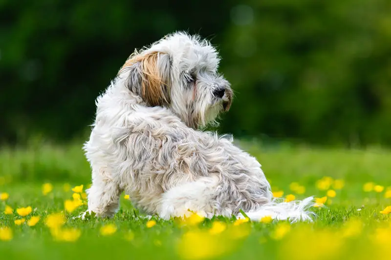 Picture of a beautiful Kyi-Leo dog sitting on grass