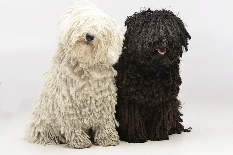 A picture of two gorgeous Puli dogs