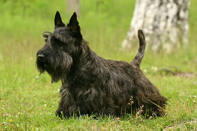 A picture of a black Scottish Terrier dog