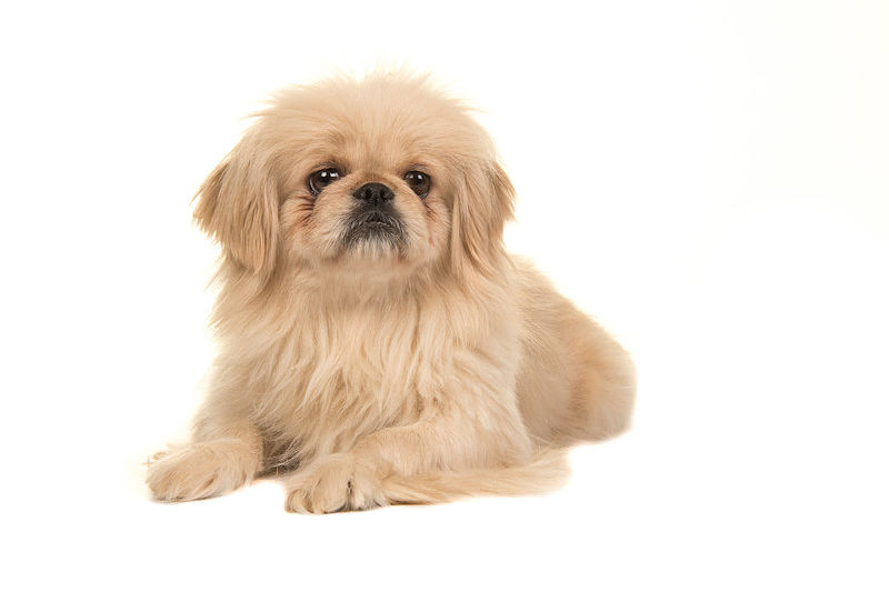 Picture of a Tibetan Spaniel dog on a white background.