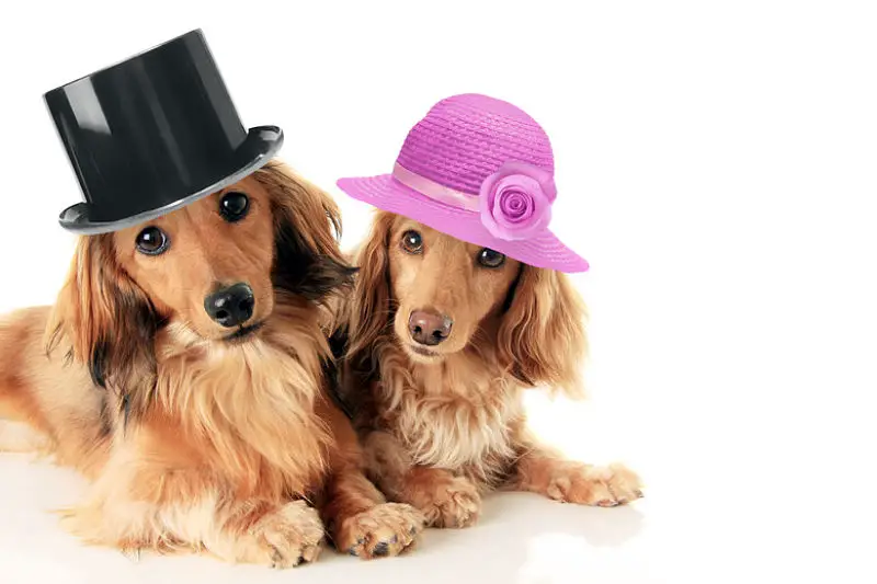 Featured image for an article looking at whether you should get a male or female dog.