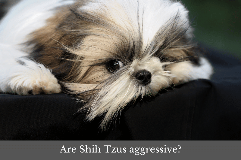 Featured image for article answering the question: Are Shih Tzus aggressive?