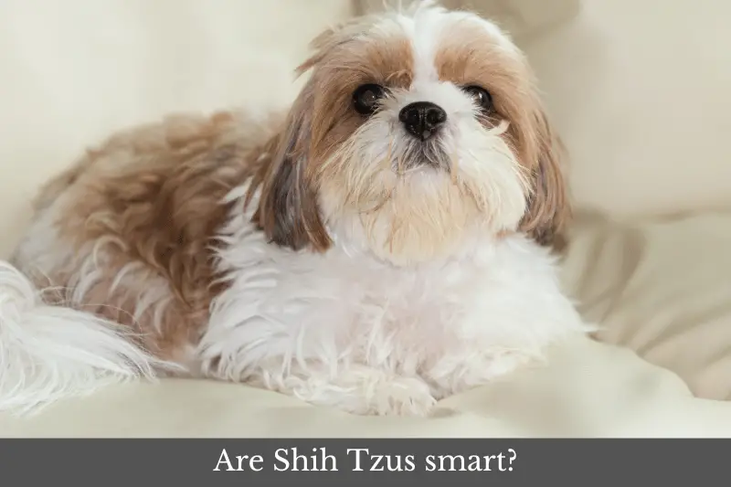 Featured image for article answering the question: Are Shih Tzus smart?