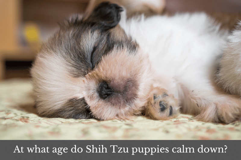 Featured image for an article answering the question: At what age do Shih Tzu puppies calm down?