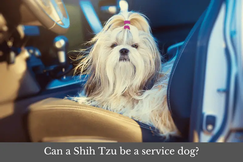 Featured image for article answering the question: Can a Shih Tzu be a service dog?