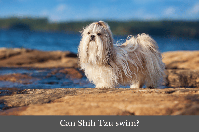 Featured image for an article answering the question: Can Shih Tzu swim?