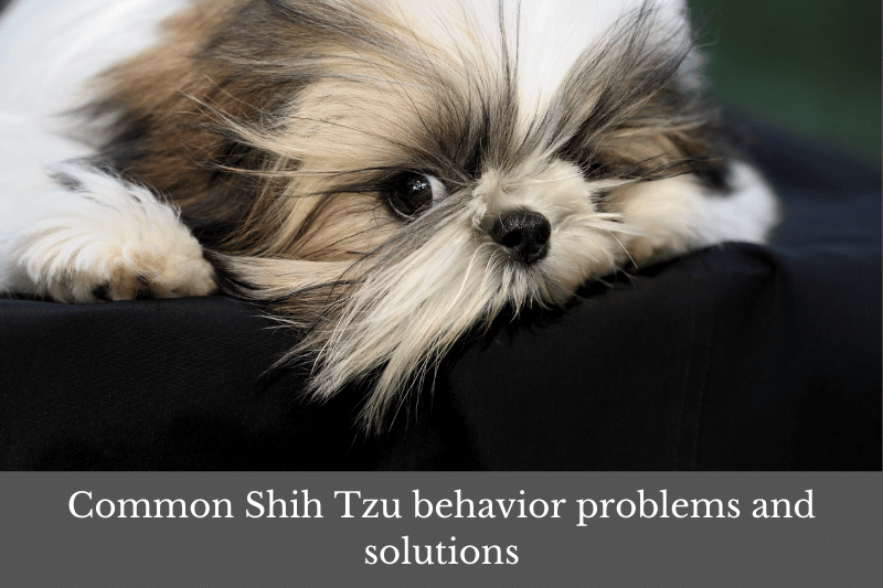 Featured image for article about common Shih Tzu behavior problems and solutions.