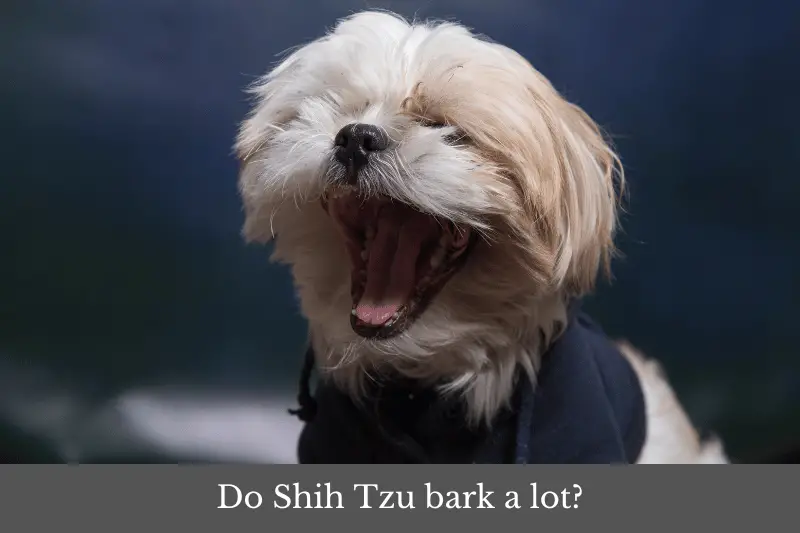Featured image for article answering the question: Do Shih Tzu bark a lot?