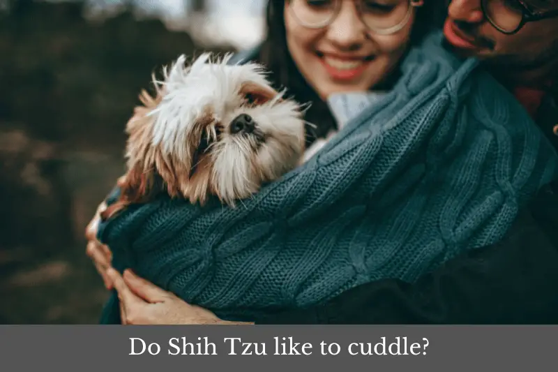 Featured image for article answering the question: Do Shih Tzu like to cuddle?