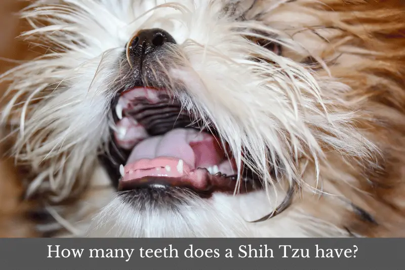 Featured image for article answering the question: How many teeth does a Shih Tzu have?
