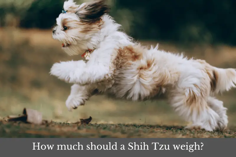 Featured image for article answering the question: How much should a Shih Tzu weigh?