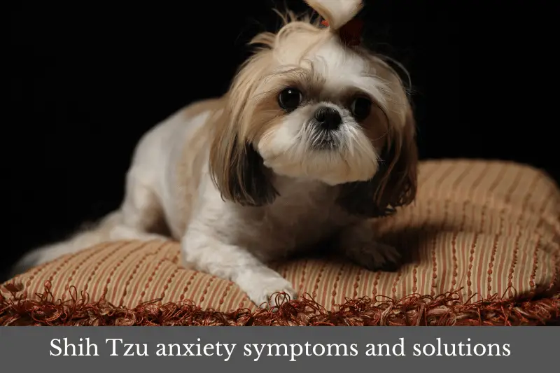 Featured image for article looking at Shih Tzu anxiety symptoms and solutions