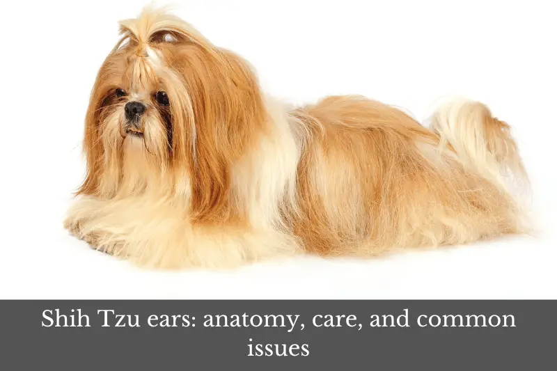 Featured image for an article about Shih Tzu ears.