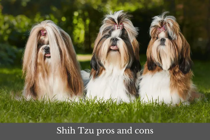 Featured image for an article on Shih Tzu pros and cons.