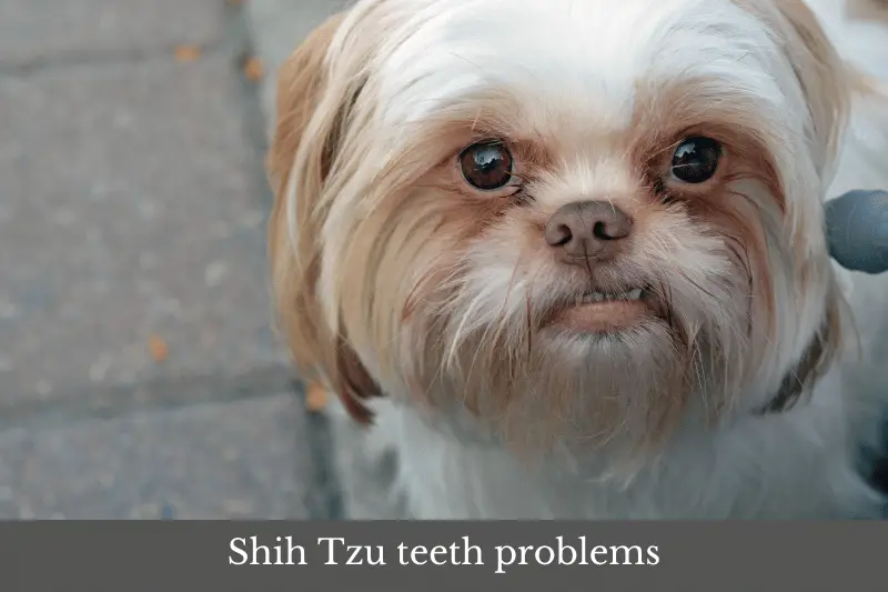 Featured image for an article about Shih Tzu teeth problems.