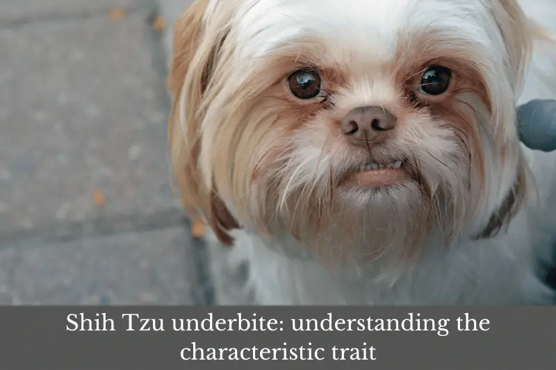Shih Tzu underbite: understanding the characteristic trait