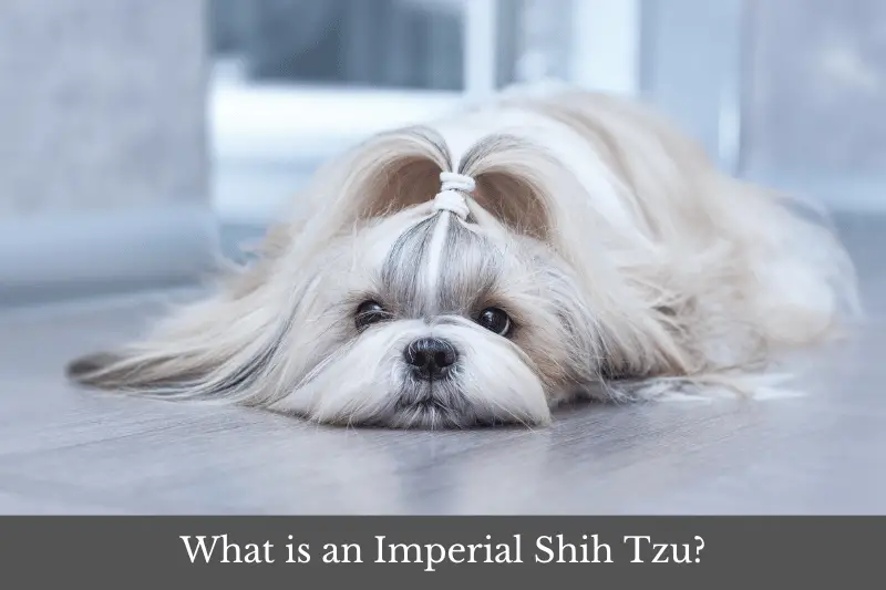 Featured image for article answering the question: What is an Imperial Shih Tzu?