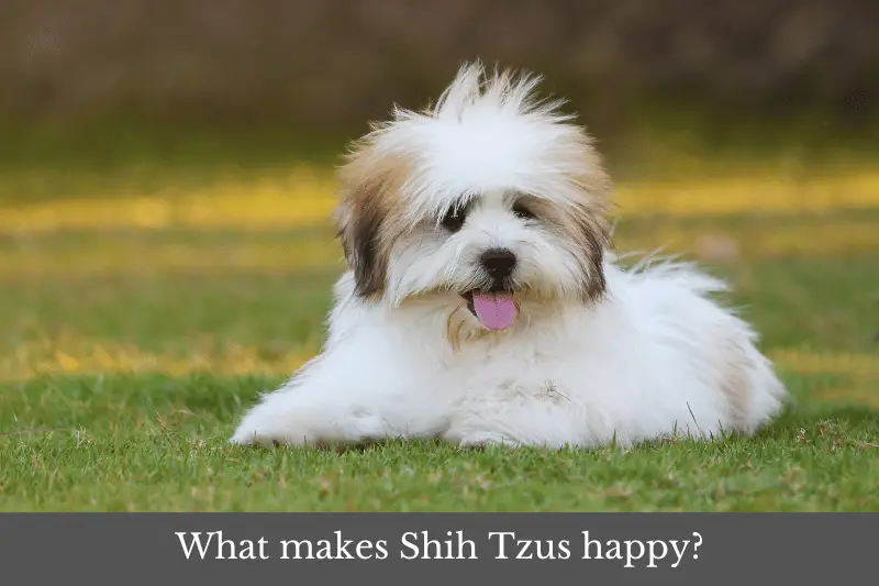 Featured image for article looking at what makes Shih Tzus happy.