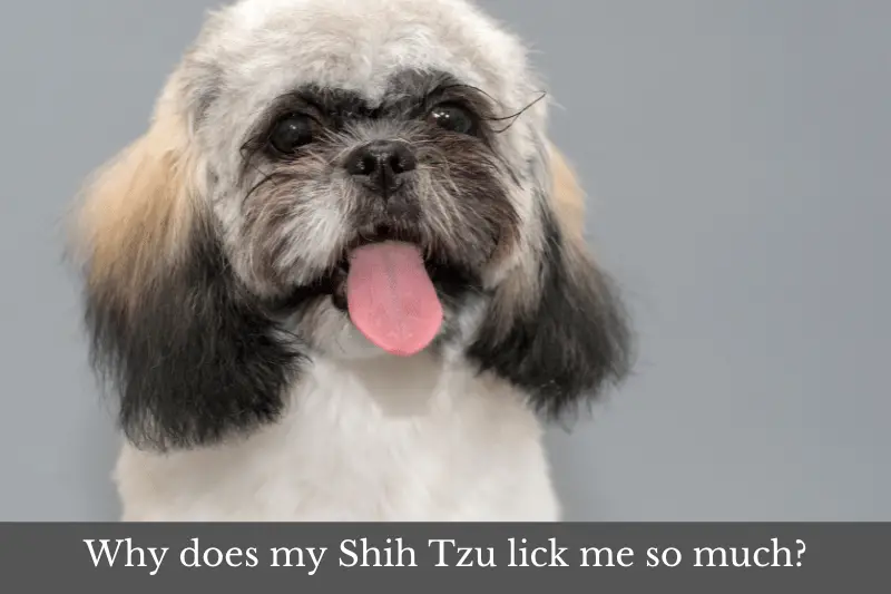 Featured image for an article answering the question: Why does my Shih Tzu lick me so much?