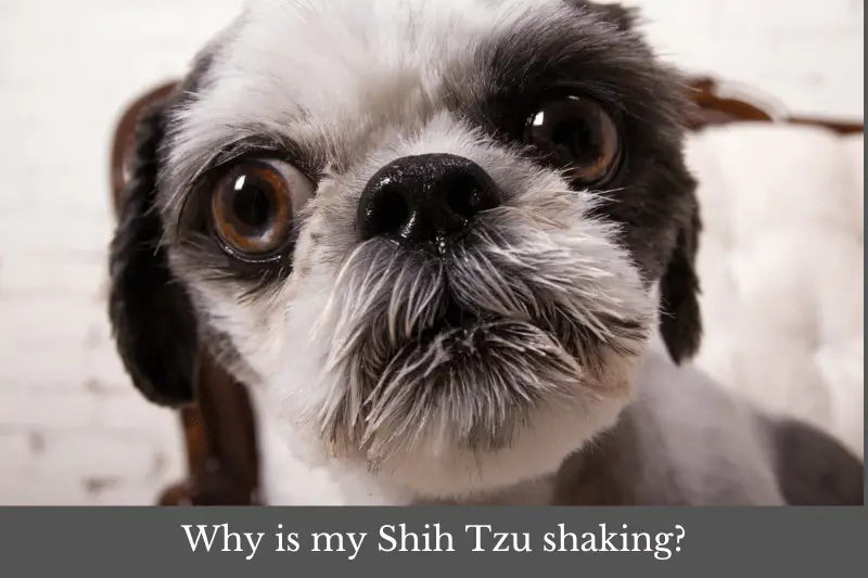 Featured image for article answering the question: Why is my Shih Tzu shaking?