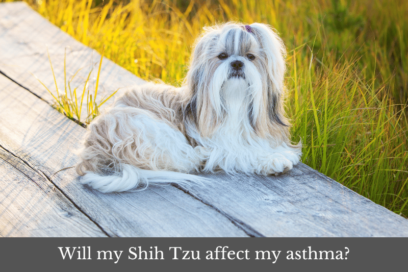 Featured image for article answering the question: Will my Shih Tzu affect my asthma?