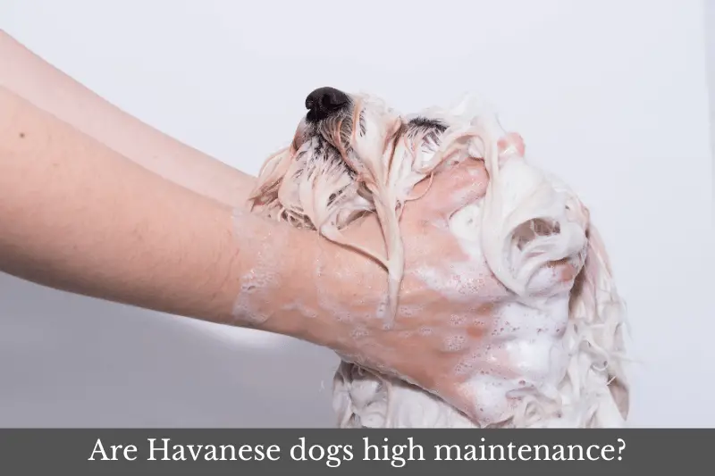 Are Havanese dogs high maintenance?