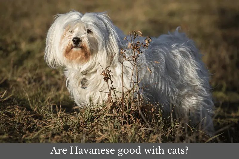 Featured image for article answering the question: Are Havanese good with cats?