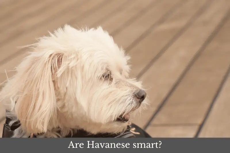 Featured image for article answering the question: Are Havanese smart?