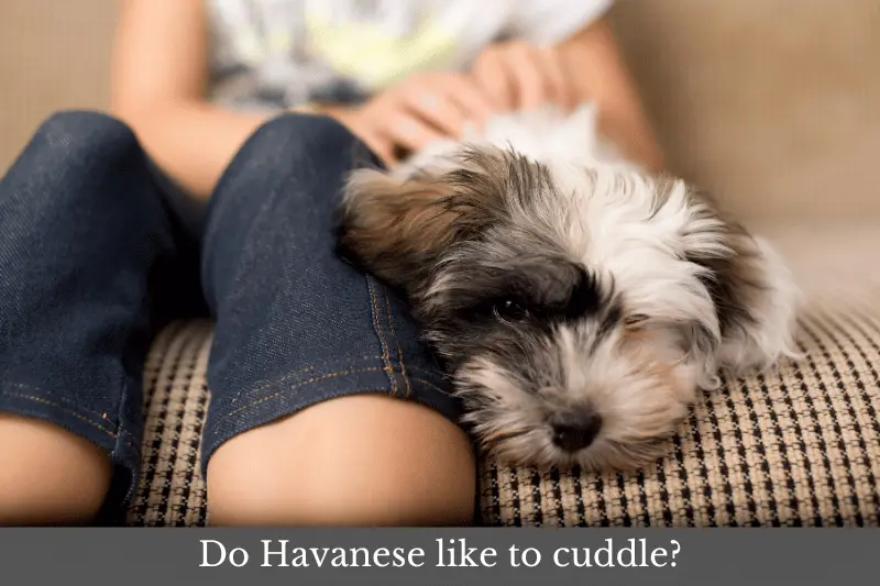 Featured image for article answering the question: Do Havanese like to cuddle?