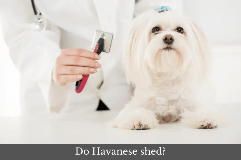 Featured image for article answering the question: Do Havanese shed?