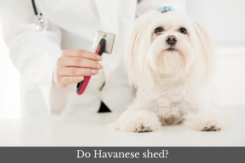 Do Havanese shed?