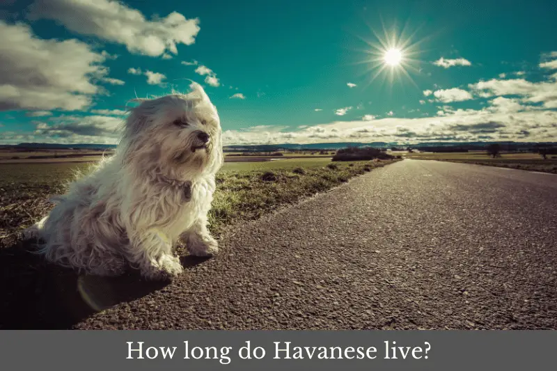 How long do Havanese live?