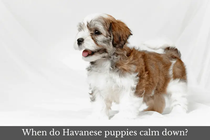 Featured image for article answering the question: When do Havanese puppies calm down?