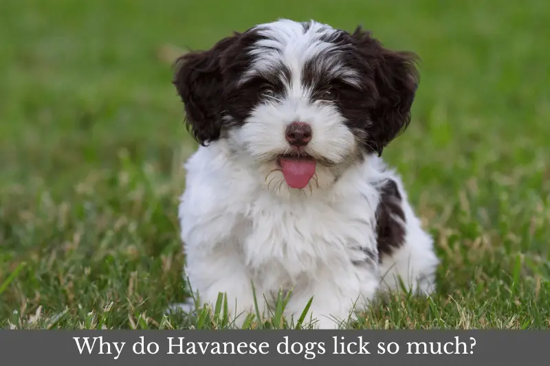 Featured image for article answering the question: Why do Havanese dogs lick so much?