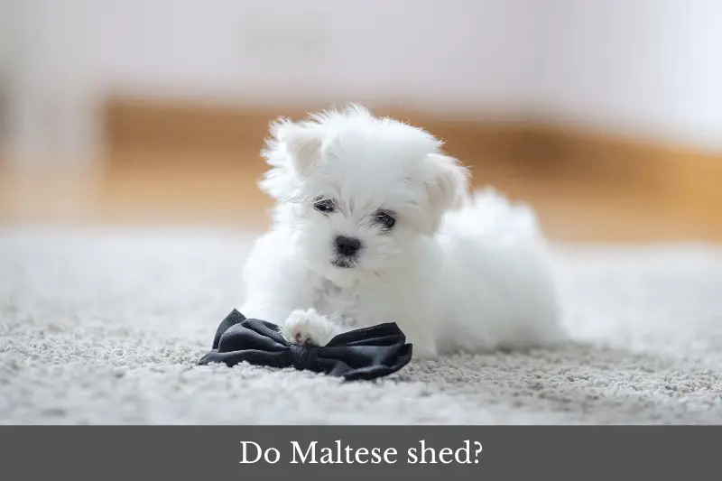 Featured image for article answering the question: do Maltese shed?